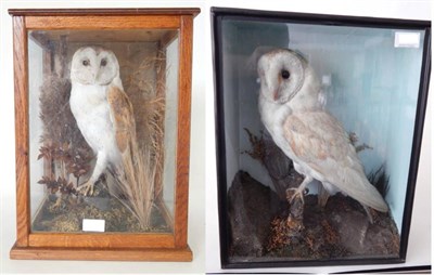 Lot 203 - Barn Owl (Tyto alba), circa 1900, full mount turning to the left, perched upon a branch with...