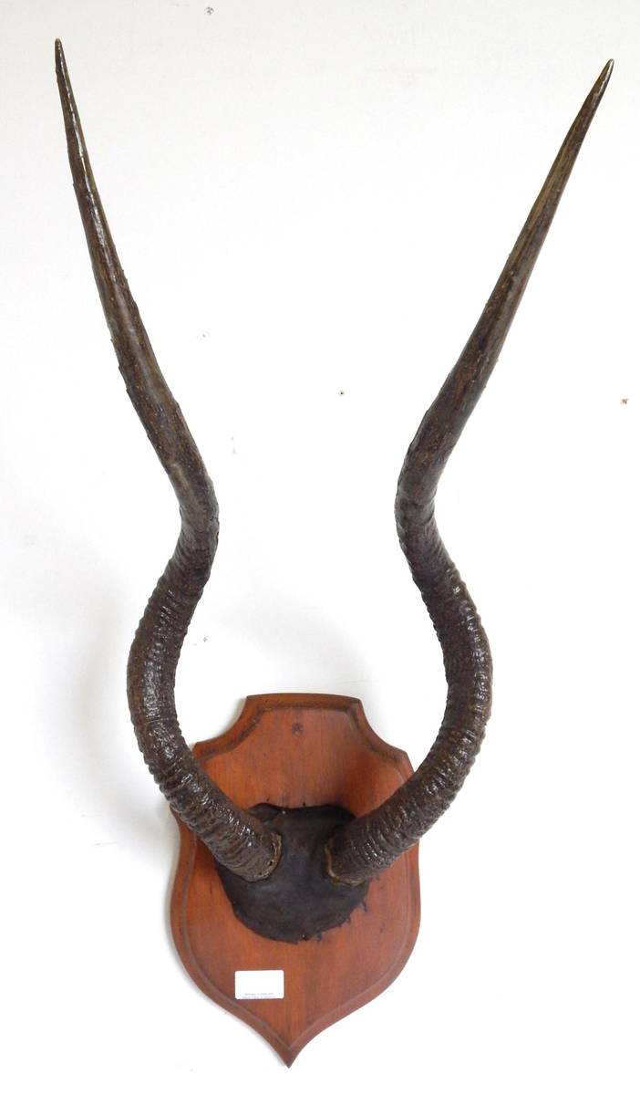 Lot 204 - Addax (Addax nasomaculatus), horns on faux frontlet covered with leather, on pine shield, left horn