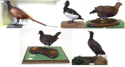 Lot 205 - Five Cased Birds, all full mounts, to include Cock Pheasant, Coot, Grouse, Tufted Duck,...