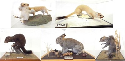 Lot 206 - Five Various Animals, all full mounts, to include Rabbit, Ermine Stoat in winter coat, Weasel,...