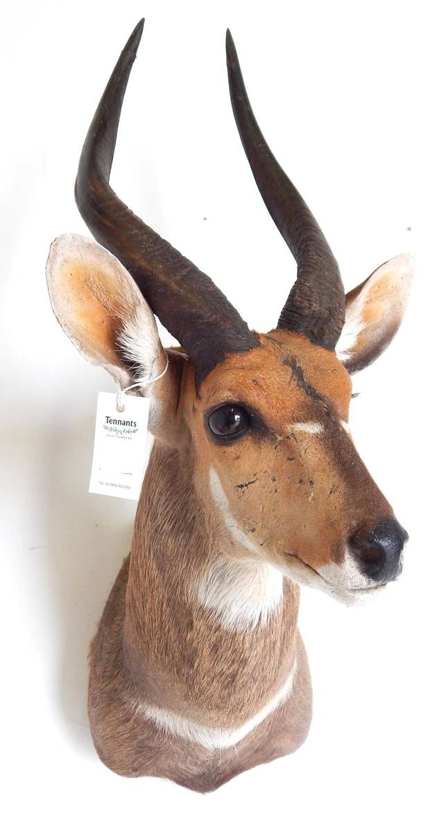 Lot 207 - Western Bushbuck (Tragelaphus scriptus), modern, shoulder mount with head turning slightly to...