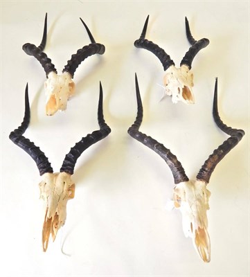 Lot 209 - Common Impala (Aepyceros malampus), modern horns on upper skulls, four examples with hanging...