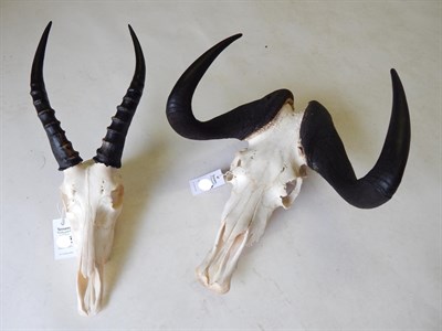 Lot 210 - Black Wildebeest (Connochaetes gnou), modern horns on upper skull; and Blesbok (Damaliscus...