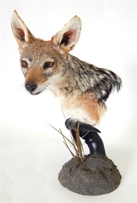 Lot 212 - Black-Backed Jackal (Canis mesomelas), modern, shoulder mount, mounted on Hartebeest horn,...