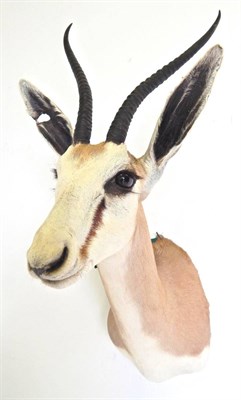 Lot 213 - Female Springbok Hybrid (Antidorcas marsupialis), modern, very rare cross breed between a Springbok