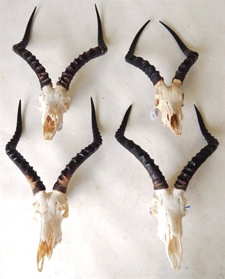 Lot 214 - Common Impala (Aepyceros malampus), modern horns on upper skulls, four examples with hanging...