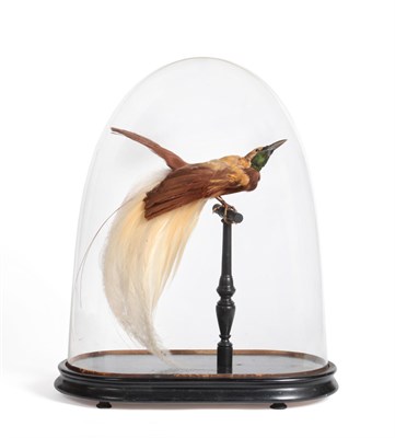 Lot 215 - Lesser Bird of Paradise, (Paradisaea Minor), Victorian, full mount perched upon a turned...