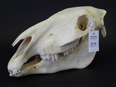 Lot 216 - Burchell's Zebra (Equus quagga), modern, skull, 49cm long by 24cm high approx  With green game...