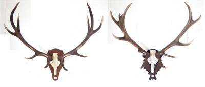 Lot 218 - European Red Deer (Cervus elaphus), antlers on faux upper skull, 10 points (5+5), on oak...