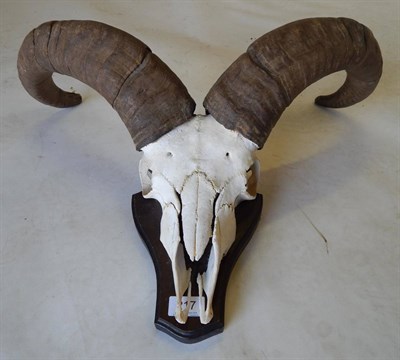 Lot 219 - East Caucasian Tur (Capra cylindri cornis), circa 1965, horns on cut upper skull, right horn...