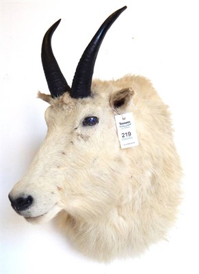 Lot 221 - Rocky Mountain Goat (Oreamnos americanus), late 20th century, shoulder mount, 61cm deep