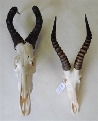 Lot 222 - Red Hartebeest (Alcelaphus caama), modern, horns on upper skull; and Blesbok (Damaliscus pygargus)