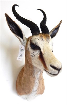 Lot 223 - Springbok (Antidorcas marsupialis), modern, shoulder mount with head turning to the left 39cm...