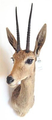 Lot 224 - Rhebok (Pelea capreolus), shoulder mount, right horn 24cm, left horn 24cm, 74cm high, 34cm deep