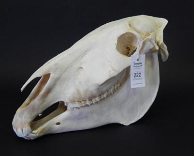 Lot 226 - Burchell's Zebra (Equus quagga), modern, skull, 51cm long by 28cm high approx  With green game...