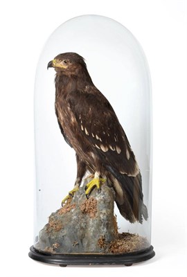 Lot 227 - Greater Spotted Eagle (Clanga clanga), circa 07/05/1940, full mount stood upon a moss and...