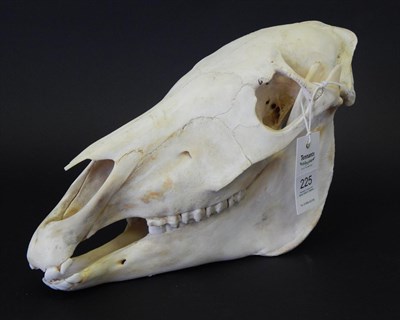 Lot 228 - Burchell's Zebra (Equus quagga), modern, skull, 45cm long by 24cm high approx  With green game...