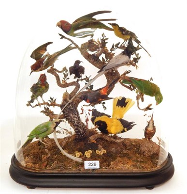 Lot 229 - A Victorian Taxidermy Display of Birds Native To Asia, to include: Blossom-headed Parakeet,...