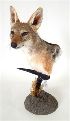 Lot 230 - Black-Backed Jackal (Canis mesomelas), modern, shoulder mount, mounted on Hartebeest horn,...