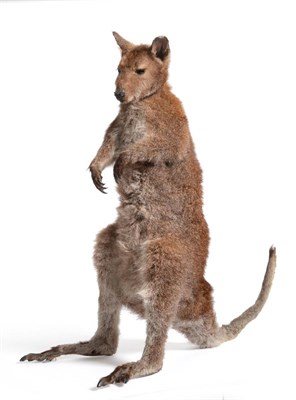 Lot 232 - Wallaby (family: Macropodidae), full mount stood upright with tail outstretched, 72cm overall...