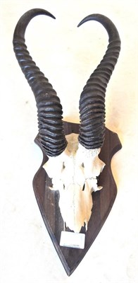 Lot 235 - Springbok (Antidorcas marsupialis), late 20th century, horns on frontlet, left horn 37.5cm, on wood