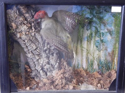 Lot 236 - Green Woodpecker (Picus viridis), Victorian,  full mount clinging to a piece of cork bark with...