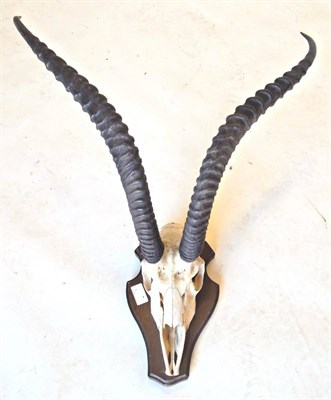 Lot 243 - Grant's Gazelle (Nanger granti), horns on frontlet, right horn 61.5cm, left horn 59cm, tip to...