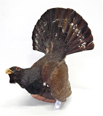 Lot 245 - Eastern Capercaillie (Auerhahn) (Tetrao urogallus), late 20th century, full mount, 71cm high