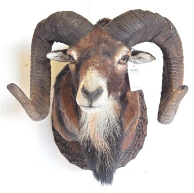 Lot 246 - European Mouflon (Ovis gmelini musimon), shoulder mount, right horn 82cm, left horn 82cm, tip...