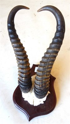 Lot 247 - White Springbok (Antidorcas marsupialis), horns on frontlet, left horn 31cm, on shield