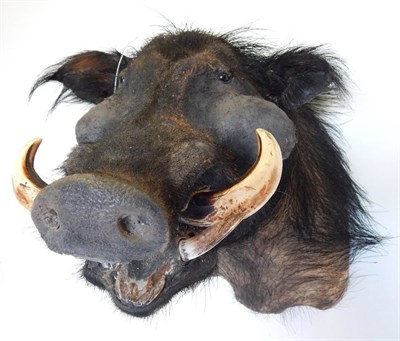 Lot 248 - Giant Forest Hog (Hylochoerus meinertzhageni), late 20th century, shoulder mount, 65cm long