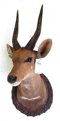 Lot 249 - Bushbuck (Tragelaphus sylvaticus), late 20th century, shoulder mount, right horn 31.5cm, 45.5cm...