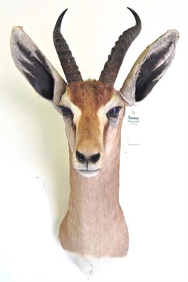 Lot 250 - Dorcas Gazelle (Gazella dorcas dorcas), circa 1970, shoulder mount, 60cm high overall