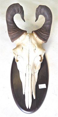 Lot 251 - Lichtenstein's Hartebeest (Alcelaphus buselaphus lichtensteinii), horns on cut upper skull,...