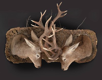 Lot 252 - European Red Deer (Cervus elaphus), circa late 20th century, a pair of shoulder mounts with antlers