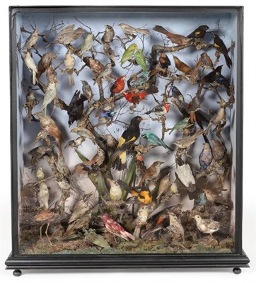 Lot 254 - A Large Rare Victorian Taxidermy Bird Display of Central/South American Birds, by Henry Ward,...