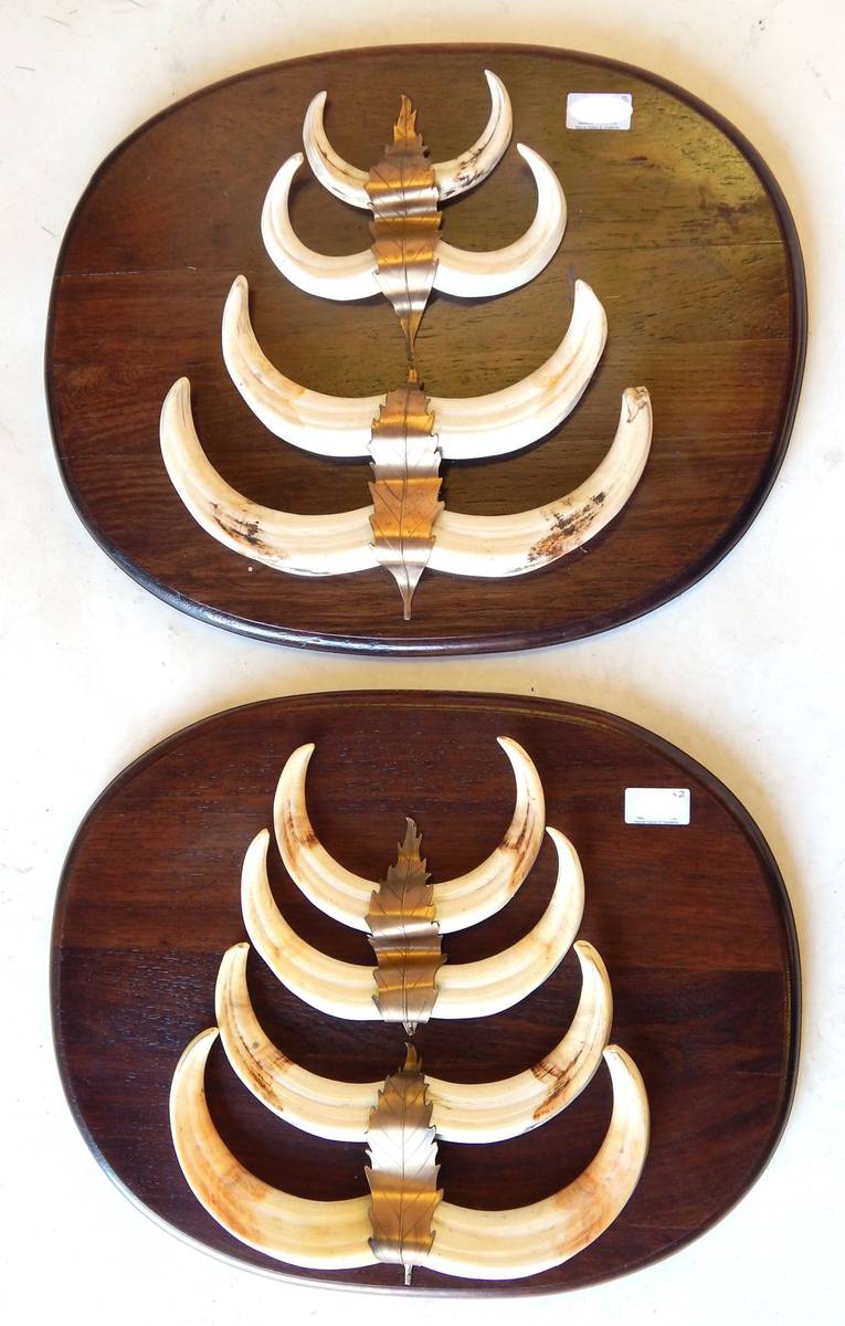 Lot 255 - Warthog (Phacochoerus africanus), two sets of four tusks, on carved oval shields, shields 48cm...