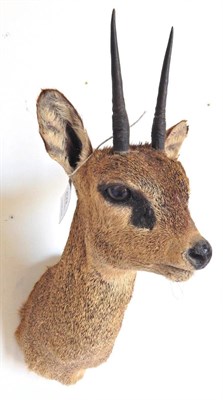 Lot 257 - Klipspringer (Oreotragus oreotragus), circa 2000, shoulder mount, 51cm high overall