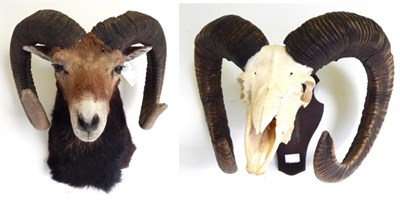 Lot 258 - European Mouflon (Ovis gmelini musimon), late 20th century, shoulder mount, left horn 84cm,...