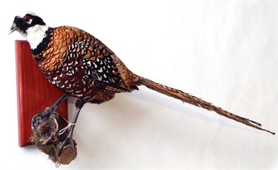 Lot 259 - Reeves Pheasant (Syrmaticus reevesii), male full mount perched upon a cut tree branch with head...