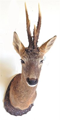 Lot 260 - Roebuck (Capreolus capreolus), shoulder mount, abnormal fused, four point antlers, right antler...