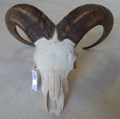 Lot 262 - Barbary Sheep (emAmmotragus lervia lervia/em), circa 1970, horns on upper skull, right horn 70.5cm