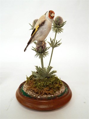 Lot 265 - Goldfinch (Carduelis carduelis), full mount perched upon a teasel head with a moss-covered...