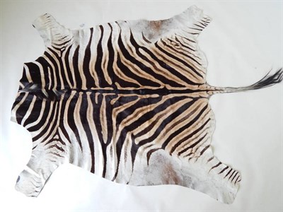 Lot 269 - Burchell's Zebra (Equus quagga burchelli), modern, skin rug, head lacking, 237cm long