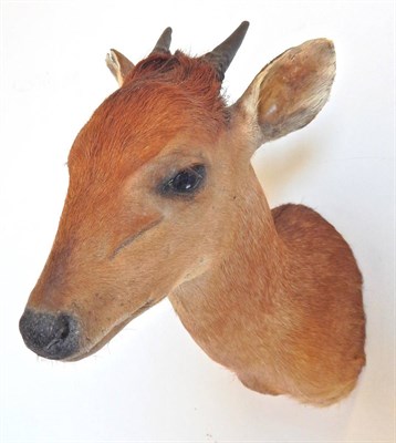 Lot 271 - Red Duiker (Cephalophus natalensis), shoulder mount, 33cm high overall