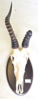 Lot 272 - Blesbok (Damaliscus pygargus phillipsi), horns on upper skull, right horn 37.5cm,  abnormal...