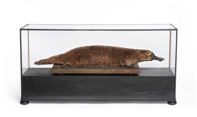 Lot 273 - Duck-Billed Platypus (Ornithorhynchus anatinus), full mount male laid upon a wooden plinth...