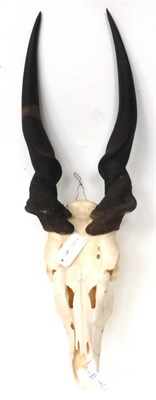 Lot 2 - Eland (Taurotragus oryx), horns on upper skull, 99cm long overall