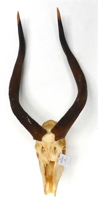 Lot 3 - Bushbuck (Tragelaphus sylvaticus), late 20th century, horns on upper skull