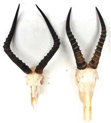 Lot 4 - Blesbok and Impala, late 20th century, two horns on skulls (2)